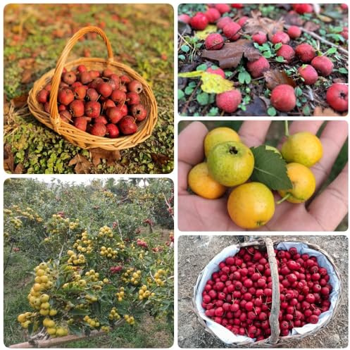 Semi di biancospino, Crataegus pinnatifida, biancospino, esotici Gli da nani 100pcs
