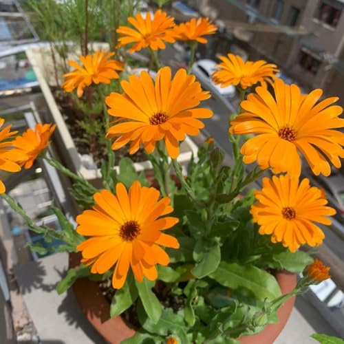 Semi di calendula, copertura del terreno di calendula officinalis, perenne resistente regali per giardinieri 800pcs