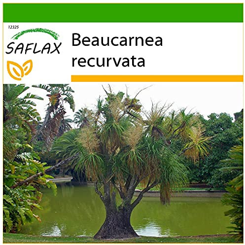 SAFLAX - Ponytail Palm - 10 Seeds - with Soil - Beaucarnea recurvata