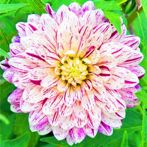 Dahlia Tubers UK Surprise Gift Best Decoration Wedding Flowers/Hardy Perennial/Garden Flowers-5bulbs-f