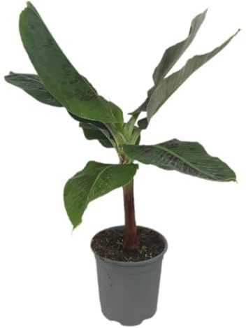Planta natural Platanera ornamental Musa Tropicana, 60-70 cm. Banana ornamental de hojas grandes verdes y frondosas, ideal para jardín o interior luminoso. Segura Garden.