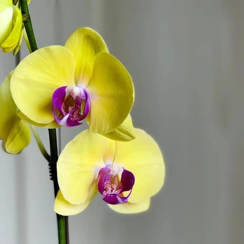 Semillas de falaenopsis resistentes para jardín, semillas de orquídeas, perennes resistentes jardín exóticas 200pcs