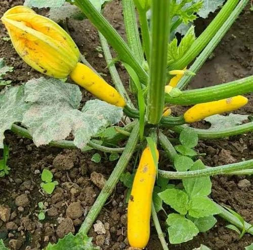 Zucchini Vegetable Seeds Yellow 40pcs