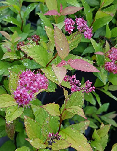 Spiraea japonica 'Gold Flame' / Spirée japonaise naine Gold Flame/Conteneur de 3 à 4 litres