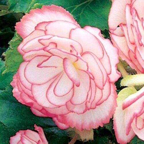 Buy4seeds 15 Seeds Flower Begonia Tuberous on top Pink Halo f1 Useful for Garden and Outdoor