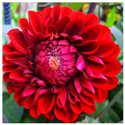 Dahlia Bulbs UK,Dahlia Plants for Garden,Excellent Display,Potted-Plants-Rhizome-4bulbs-H