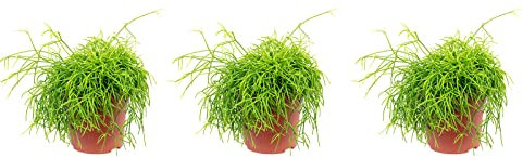 3er-Set Korallenkaktus - Höhe ca. 15 cm, Topf-Ø 10,5 cm - Rhipsalis cassutha Smit Coral Breeze