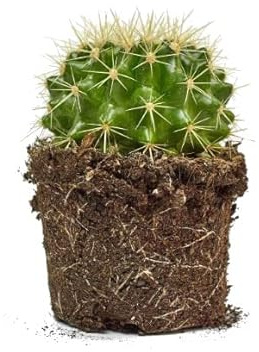 DECOALIVE Cactus Natural Echinocactus Grusonii Asiento de Suegra o Bola de Oro Cactus Erizo