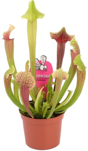 Sarracenia- Trumpet Pitcher Plant.