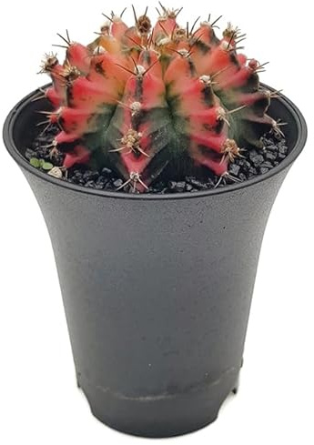 Fangblatt - Gymnocalycium mihanovichii Multicolor - bunter Kaktus im Ø 9 cm Topf - exotische Zimmerpflanze - pflegeleichte Sukkulente