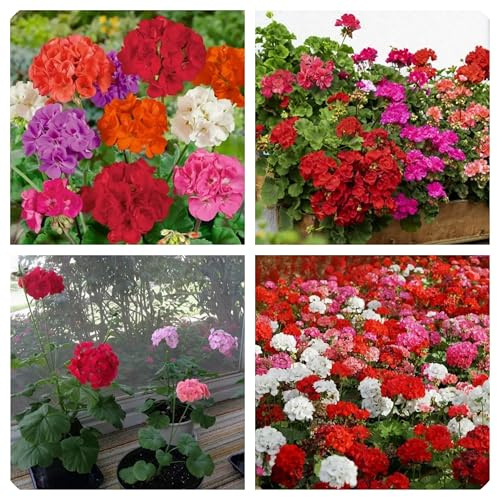 Semi di Geranio Zonale, Miscuglio di Varietà per Giardinaggio, Confezione da 5 Semi, Ideale per Vaso, Terrazzo e Giardino 5 semi