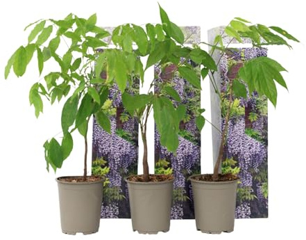 Plant in a Box - Wisteria sinensis - Kletterpflanze - Chinesische Wisteria - Blauregen - Winterhart - 3er Set - Topf 9cm - Höhe 25-40cm