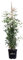 Pianta di Rosa Grandiflora Rampicante pianta di rosa ornamentale fiori grandi vari colori da esterno pianta vera venduta da eGarden.store (Bianco)
