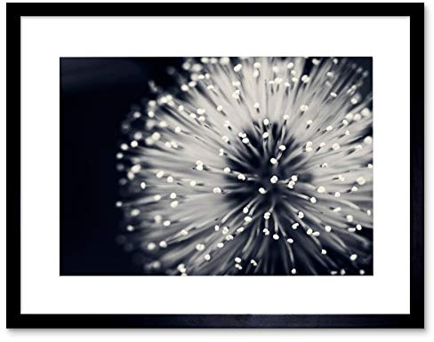 PHOTO NATURE PLANT FLOWER BLACK WHITE BEAUTIFUL HOME FRAMED PRINT F12X4247