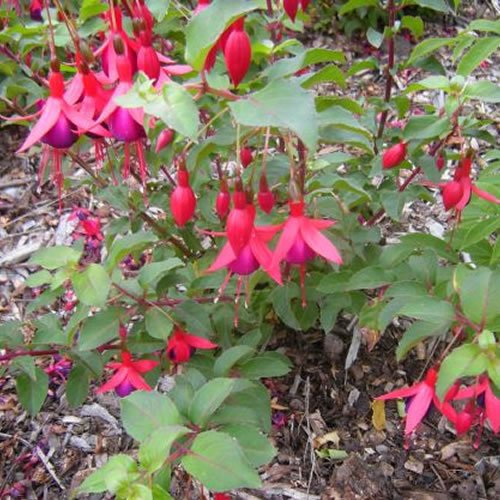 Fuchsia Mrs Popple - Outdoor Plants Garden Ready - Gorgeous Flowering Upright Garden Shrub - Hardy Plant for Pots, Containers, Flower Beds and Borders (3 Litre Pot, 20-40cm)