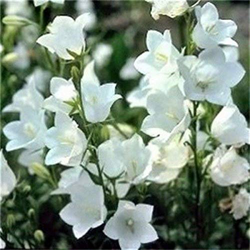 Semilla de Maceta Campanula Pfirsich-Hoja- Blanco 100 Semi Bogo 50% Rebaja