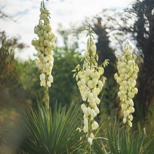semillas lirio de palma silvestres de balcón perennes resistente balcón invernadero cortadas interior jardín resistentes perennes resistentes 30pcs