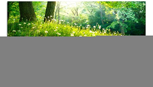 Paul Sinus Art Panoramabild auf Leinwand und Keilrahmen 120x40cm Wald Wiese Pusteblumen Frühling Sonnenlicht