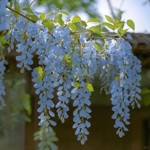 Semi di glicine, piante rampicanti resistenti, fiori balcone, alberi bonsai. Acquista semi biologici 8pcs