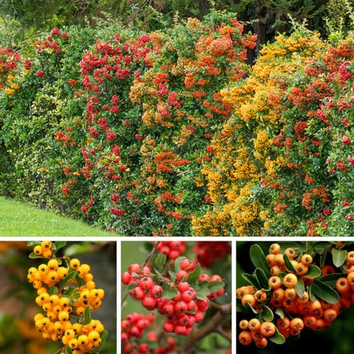 18 piante di Piracanta Pyracantha Coccinea Agazzino pianta da siepe sempreverde in vaso 2 litri H 100/150 cm Colori a scelta Vivaio di Castelletto