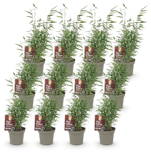 Green boutiQ - Bambou - Fargesia Red Dragon - Persistant - Non envahissant - Vert - 12 Plantes - Pot 14cm - Hauteur 35cm