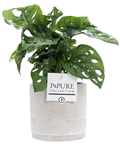 Monkey Leaf Monstera with Pot - Stylish Indoor Houseplant for Home & Office - Unique Foliage & Easy Care