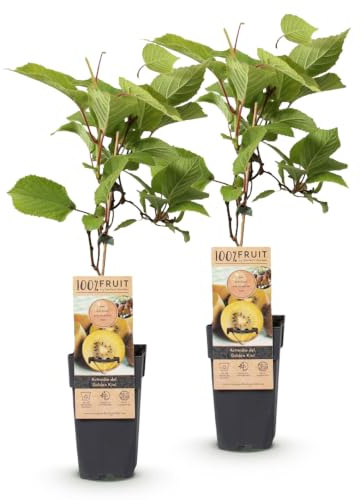 Green boutiQ - Obst Pflanze - Actinidia deliciosa Golden Kiwi - Kiwi Pflanze - Weiblich - Gelbe Frucht - 2 Pflanzen - Topf 15cm - Höhe 50cm