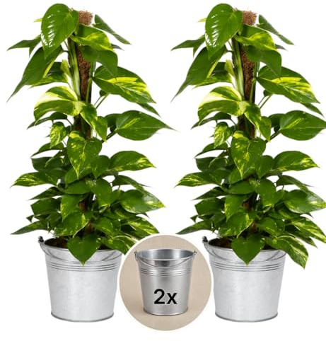 Efeutute am Moosstab + 2x Zinktopf | 2er-Set | Epipremnum Aureum | ca. 50-60 cm | ø 12-15 cm Topf | Pflegeleichte Zimmerpflanzen für Wohnung und Büro | Qualität vom Pflanzen Profi