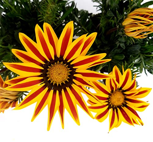 POWERS TO FLOWERS - GAZANIA BICOLORE GIALLO-ROSSA, 3 PIANTE, vaso 14cm Diametro, piante vere