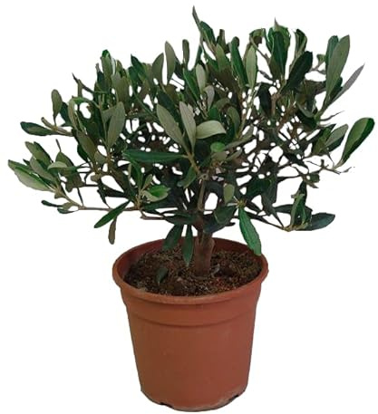 AMDGarden Pianta di Olivo Bonsai Olea Europea in Vaso 14 cm Sempreverde per Esterni