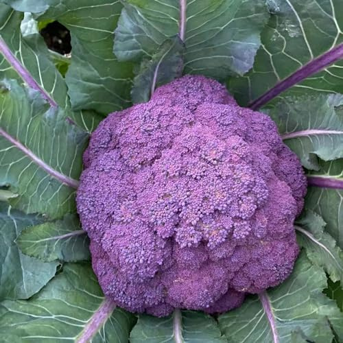 semillas de coliflor, variedades exóticas tradicionales resistente jardín extraño decoración 50pcs