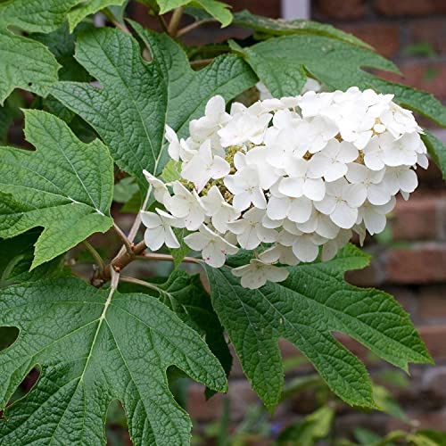 Eichenblatt-Hortensie - Container