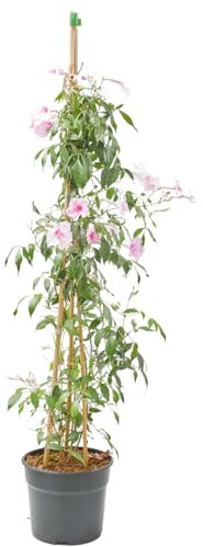 Verdecora Pandorea jasminoides en maceta de 5L | Planta Trepadora con Flores Aromáticas en Forma de Trompeta | Ideal para Pérgolas, Muros y Jardines