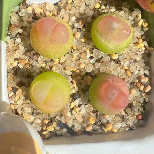 semillas suculentas, verdes de interior de interior exóticas semillas orgánicas de jardín 350pcs
