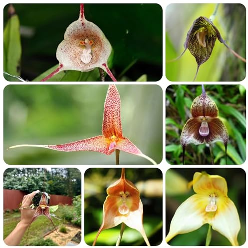 semi di orchidea scimmia, Dracula simia, balcone da giardino roccioso per decorazione 220pcs