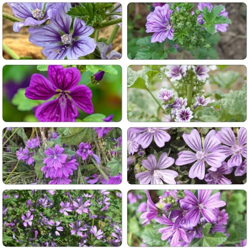 semillas de malva trepadoras silvestres de balcón arbustos resistentes semillas perennes colgantes reverdecimiento tejados primavera 40pcs