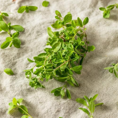 maggiorana giardino di aromatiche tappezzanti balcone semi di maggiorana d'appartamento rare Coltivare invernali varietà tradizionali, 250semi