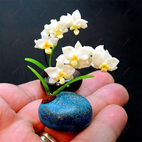15 Stück Mini-Orchideen-Blumensamen