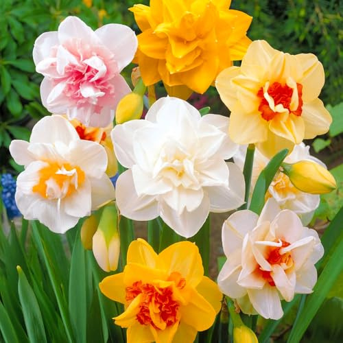 Bulbi di Narcisi MIXED | Bulbi provenienti dai migliori produttori Olandesi | Esclusiva selezione e controllo qualità | Fioritura garantita dal primo anno. (8 Narcisi a FIORE DOPPIO in MIscuglio)