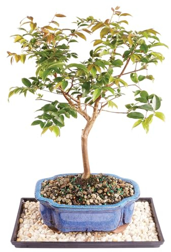 Brussel's Live Jaboticaba Indoor Bonsai Tree - 6 Years Old; 10 to 14 Tall with Decorative Container, Humidity Tray & Deco Rock