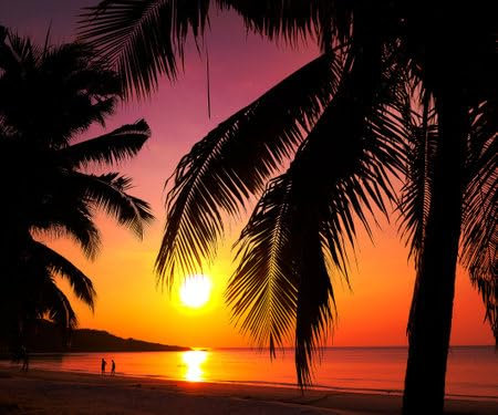 adrium Acryl-Bild 70 x 60 cm: Schöner Sonnenuntergang Tropischer Strand mit Palmbaum und rosa Himmel für Reisen und Urlaub in der Entspannungszeit von (201577868)