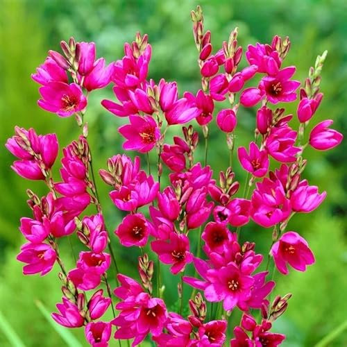 Carbeth Plants - 40 x Ixia Venus Red Spring Bulbs - African Corn Lily Herbaceous Perennial Flower Corms - Garden Bulbs for Planting Outdoors - Grow in Beds, Borders and Patio Pots