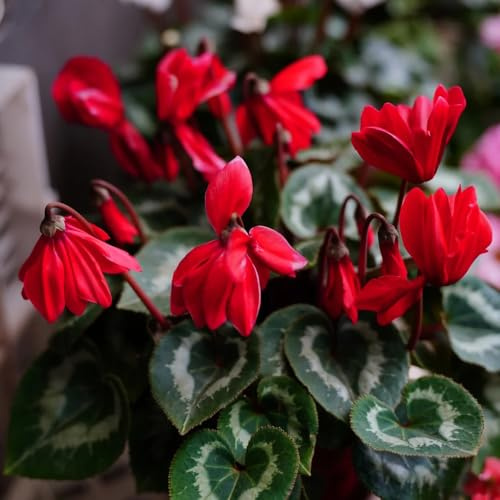 alpenveilchen winterhart kräuterpflanzen, wildblumen balkonblumen cyclamen, blumenwiese schnittblumen 40samen