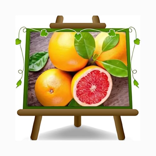 Zitrusgewächs Grapefruit Citrus Paradisi Rosa auf Blumentopf 20-70 cm - Anbau Italien