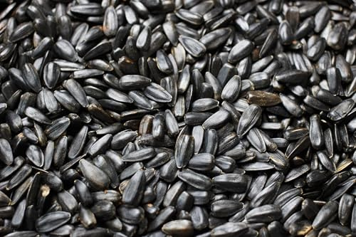 Weterton Feeds Black Sunflower Seeds for Wild Birds 12.5 kg | High-Oil, High-Energy, High-Protein, Premium Bird Feed for Blackbirds, Sparrows, Finches