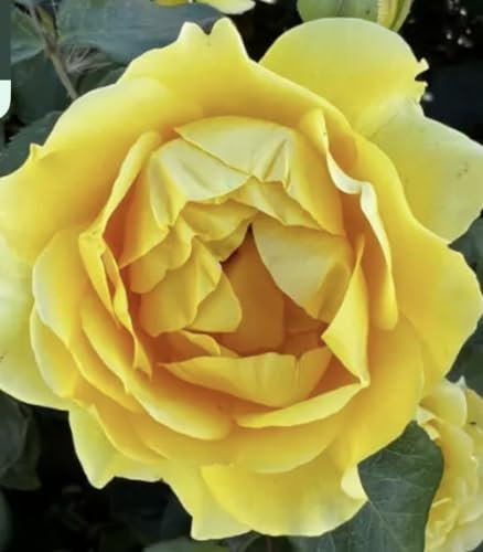 Our Max - Yellow Hybrid Tea Rose - Potted