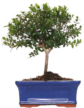 KENTIS - Bonsai di Mirto - Myrtus Communis Tarentina - Piante Vere da Esterno da Frutto da Fiore - Balcone - H 20/25 cm Vaso in Ceramica 16 cm