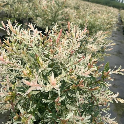 Semillas de tallo de sauce arlequín, comprar sauce arlequín, semillas interior jardín perennes resistentes 200pcs