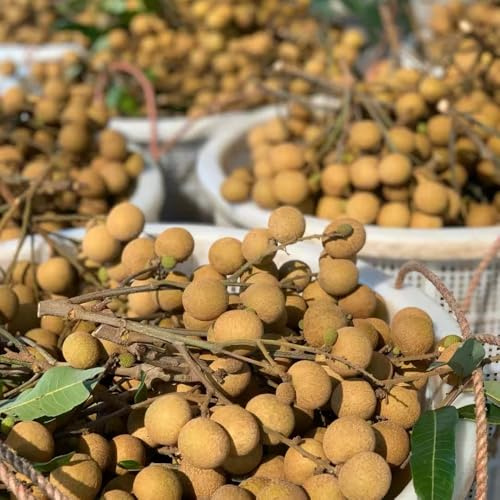 160 pezzi semi di dimocarpus - semi da ufficio insalati in resistenti