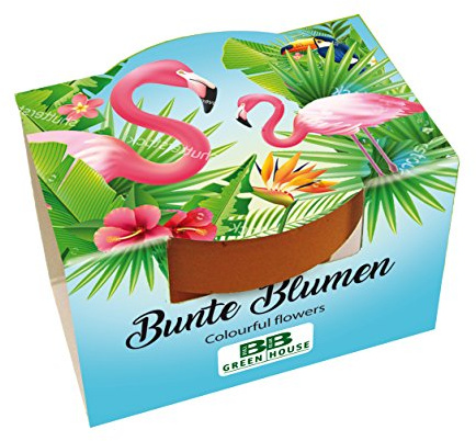Bull & Bear Mini Pflanzset 'Flamingo' mit Blumensamen im Topf 4,5cm, Bunte Blumen als Anzuchtset mit Pflegeanleitung